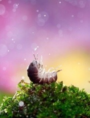 BBC:大自然的微观世界