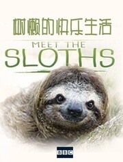 树懒的快乐生活