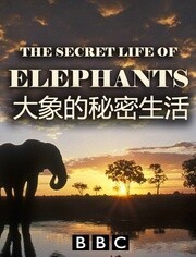 BBC:大象的秘密生活