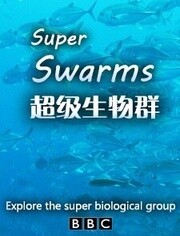 BBC:超级群体