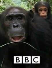 BBC:黑猩猩家族的命运