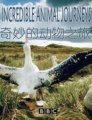 BBC:奇妙的动物之旅