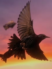空中生活