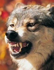 BBC:猛烈攻击